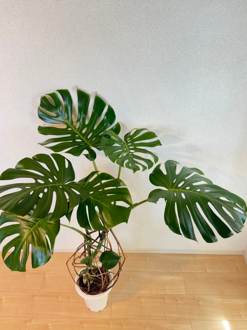 モンステラ デリシオーサ 幹上がり 根上が 幹立ち 7寸サイズ① - メルカリ