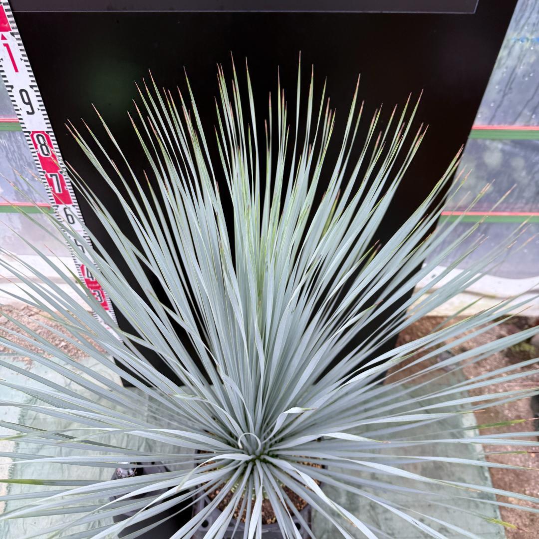 AL1046】ユッカ ロストラータ ランチョブルー 数量限定販売 - メルカリ