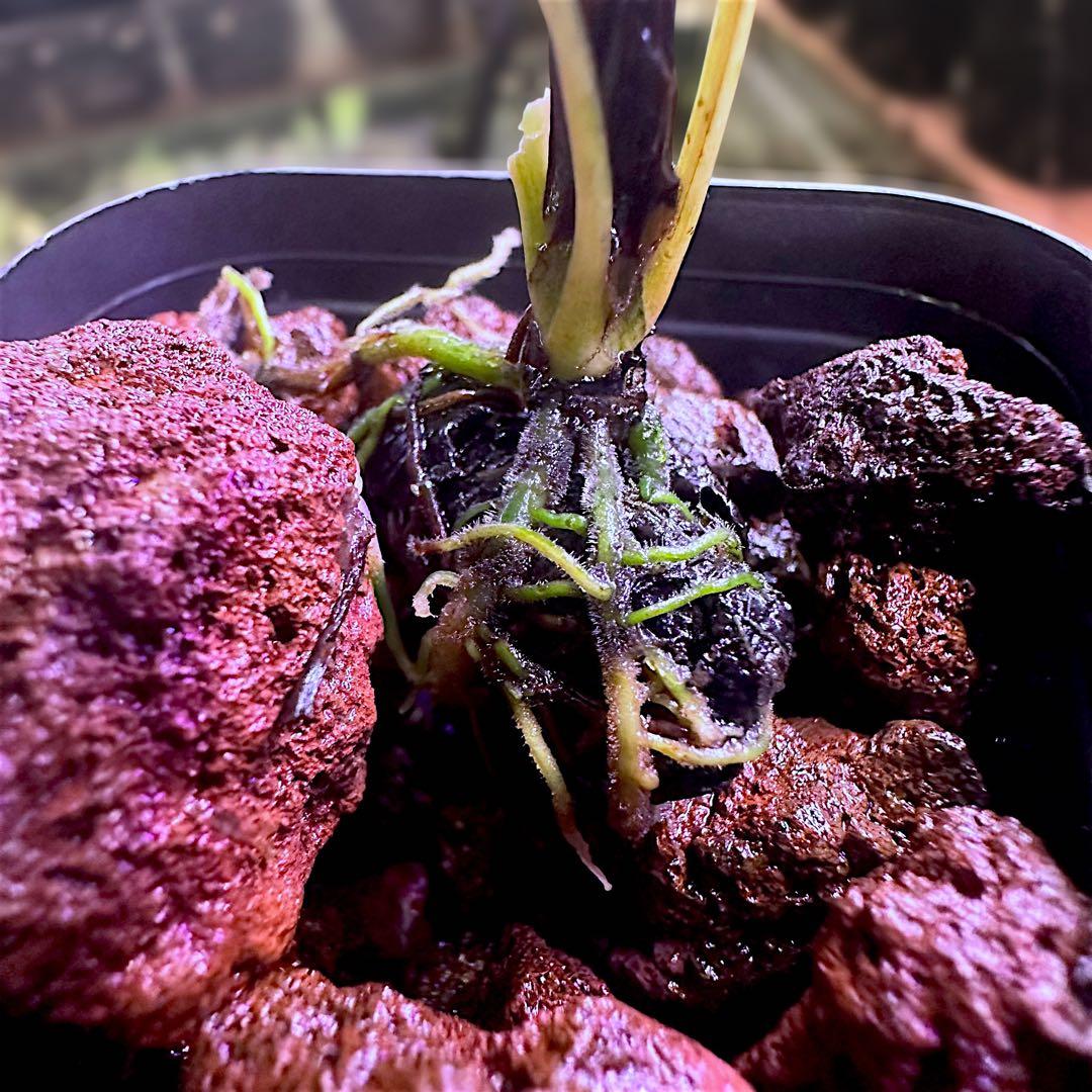 み*！様 ブセファランドラ（斑入り株）Bucephalandra Pipto と - メルカリ