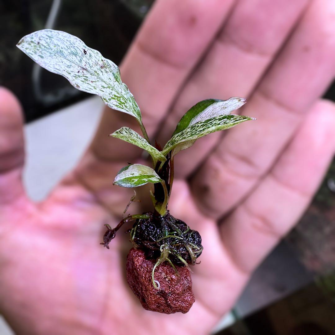 み*！様 ブセファランドラ（斑入り株）Bucephalandra Pipto と - メルカリ