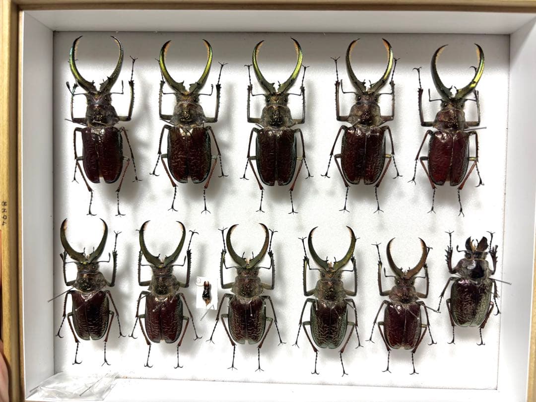 シワバネクワガタ 10匹セット BANDAI（バンダイ） くわがた10 フェイスタメルシワバネクワガタ