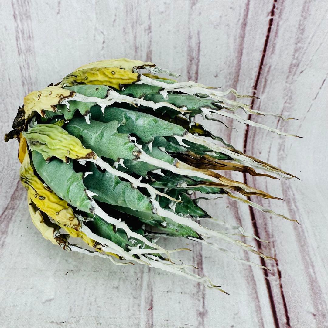 793 アガベ ユタエンシス エボリスピナ 陽炎 ロングスパイン エボリスピナ 陽炎 極上 ウネリ アガベ ユタエンシス｜LAVELLI(ラヴェリ)