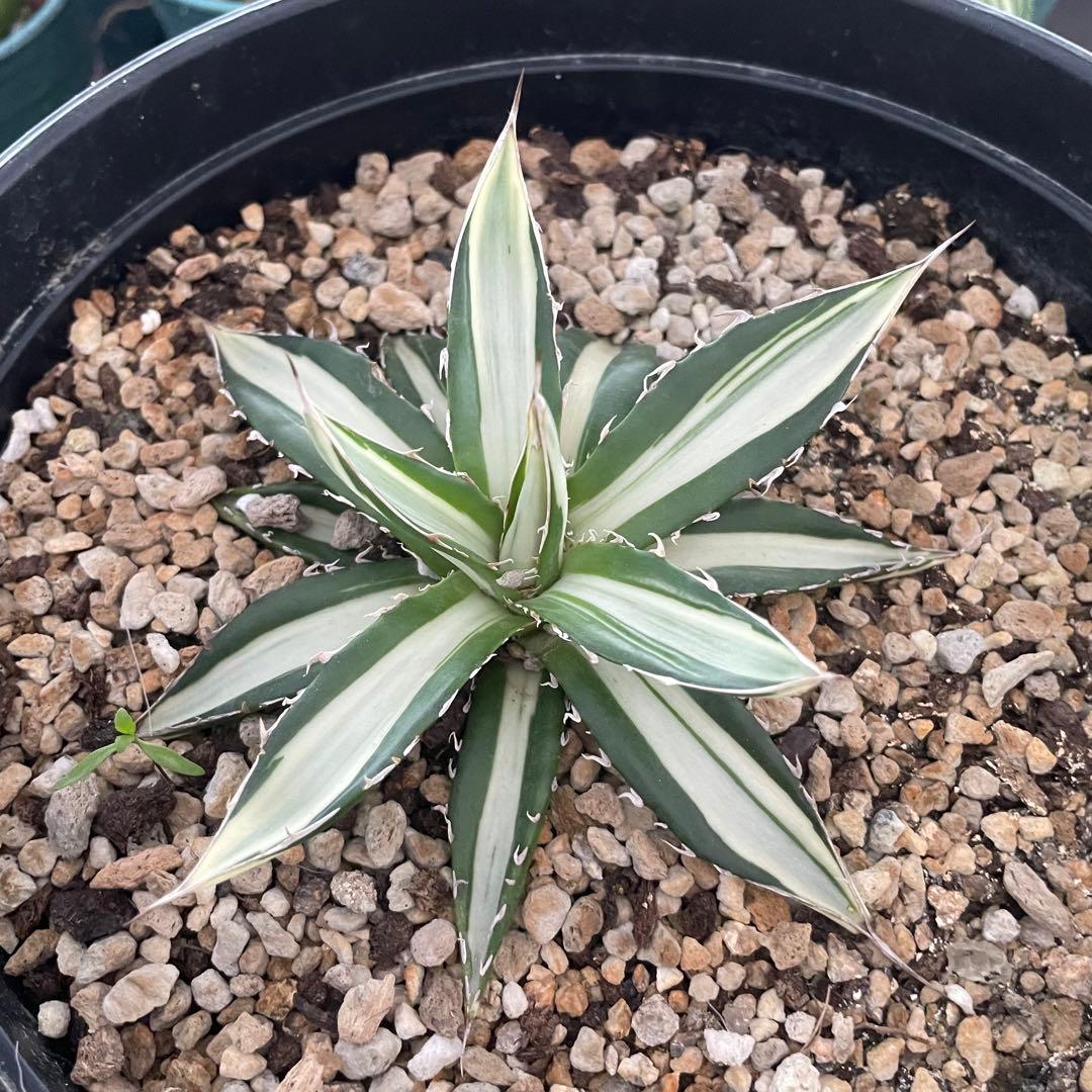 多肉植物アガベ チタノタ ホリダ 白中斑 - メルカリ