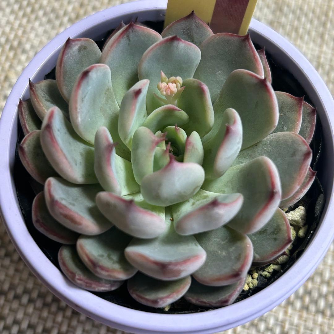 ミックスベリア 美紫妃 札付き おらいさん 花芽付き - メルカリ