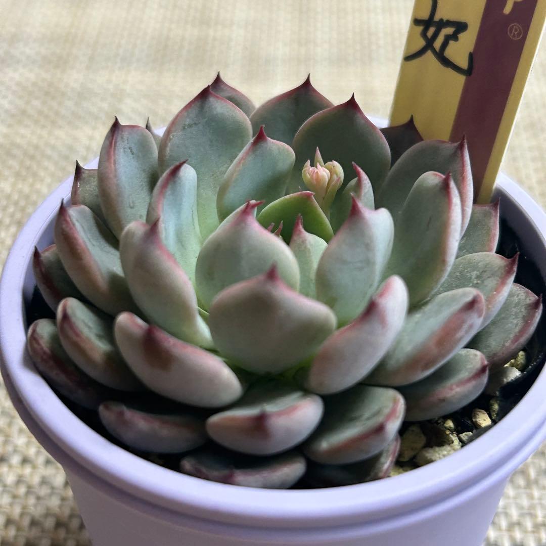 ミックスベリア 美紫妃 札付き おらいさん 花芽付き - メルカリ