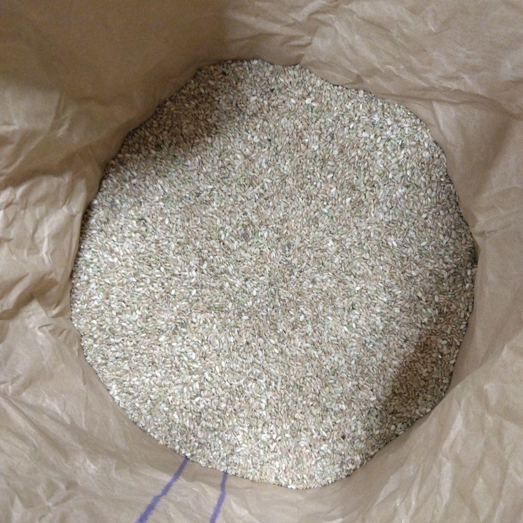 令和6年度産 くず米 20kg 令和6年 くず米 飼料用 肥料用 20kg クズ米 玄米 鳥のエサ 滋賀県