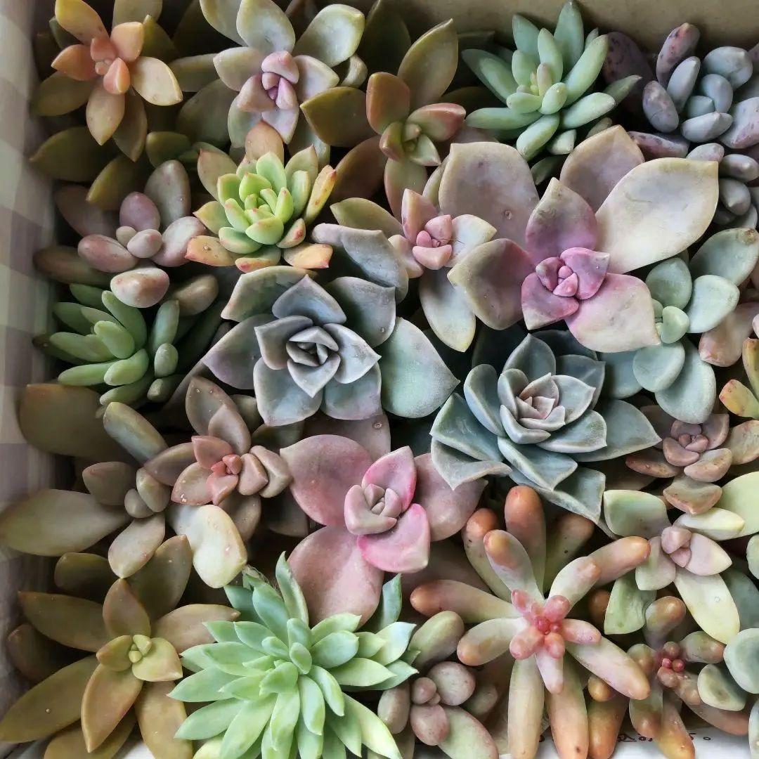 多肉植物 セダム 大きいカット苗セット 詰め合わせ【ゆうパケット