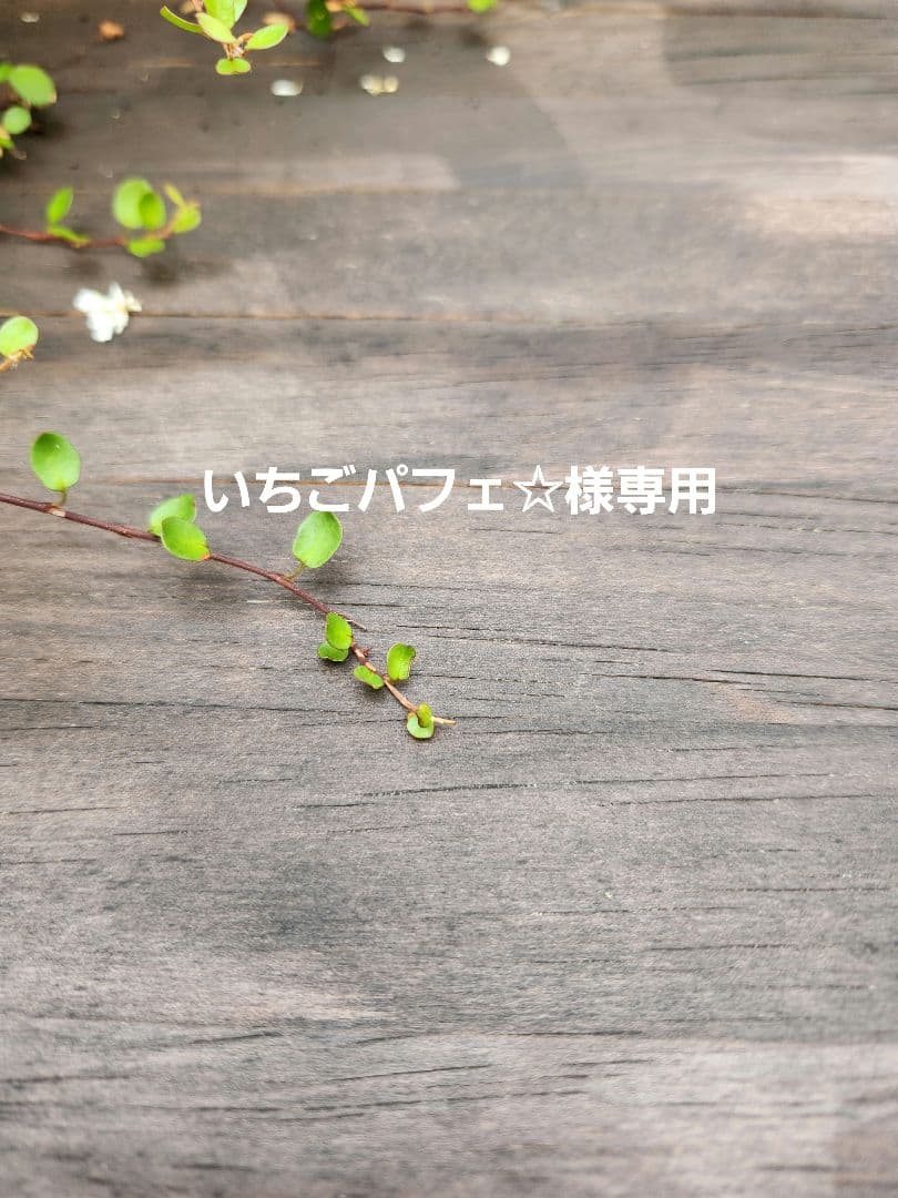 いちごパフェ☆✨ハンドメイドタッセルチャーム約12×4cm AJ FRUITS PARLOR ASAKUSA YOROZU CAFE444 | みなさん、メリークリスマス