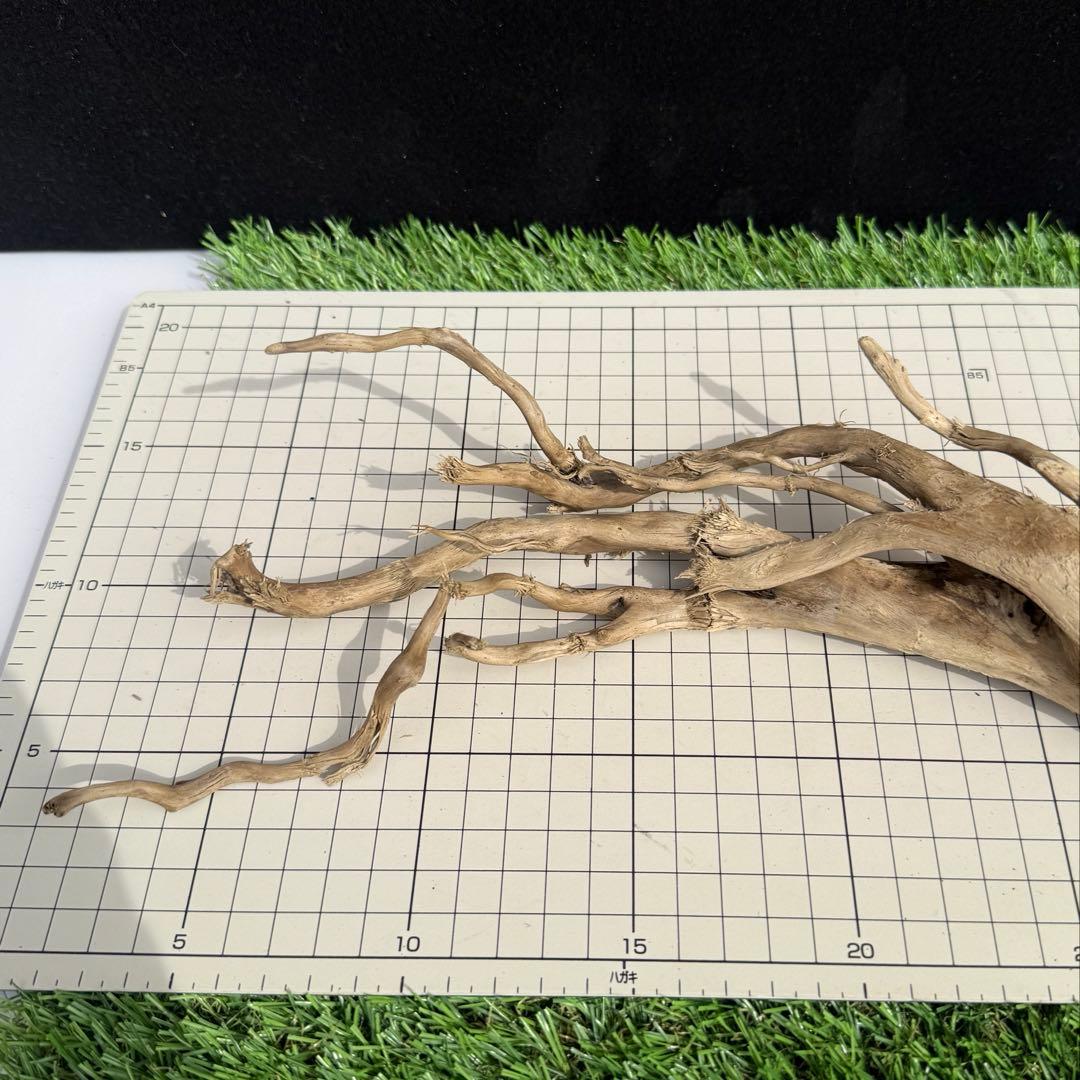 煮沸・沈水確認済み】 B13 天然流木 アクアリウム、爬虫類用 - メルカリ