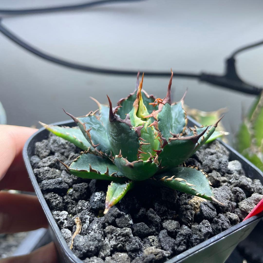 か*願様 アガベ　ホリダ実生選抜　子株 Amazon.co.jp: アガベ ホリダ 実生選抜 特選 コレクション株 強棘