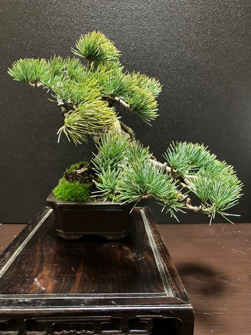 銀八房五葉松、宮島五葉松の捻転盆栽 - メルカリ