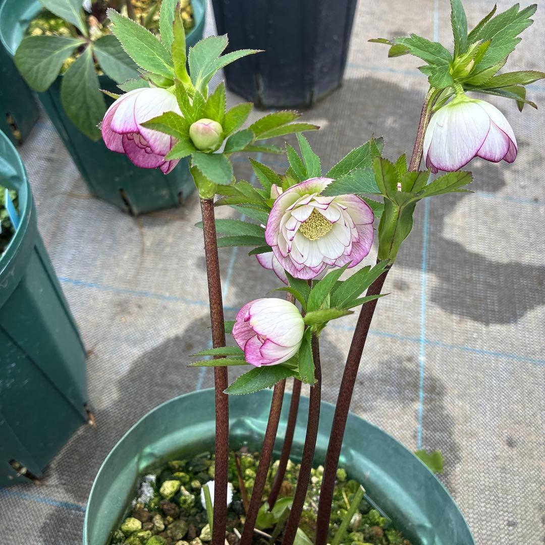 クリスマスローズ 小輪ピンクグラデーション 6寸 - メルカリ