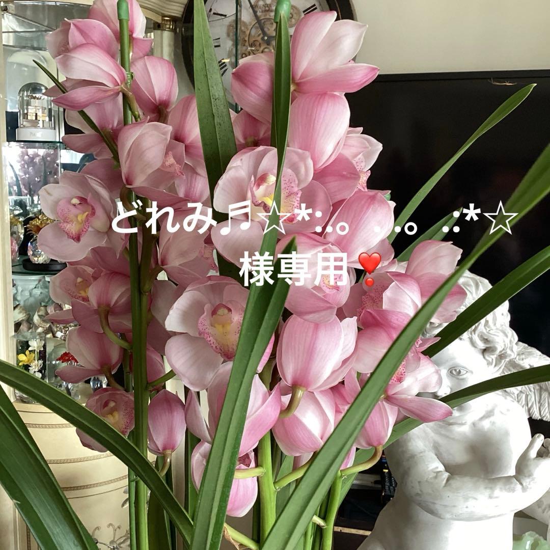 どれみ♬☆*:.。. .。.:*☆❣️ 久々の沖縄だった🌺