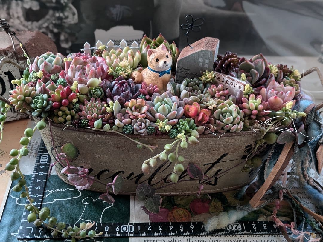多肉植物 そのまま飾れる 大きな寄せ植え❁⃘*.゜わんちゃんの箱庭風