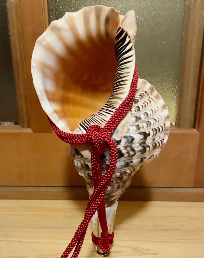 特大42㎝修験道法螺貝山伏密教魔除け熊よけ❣️ほら貝ホラガイ