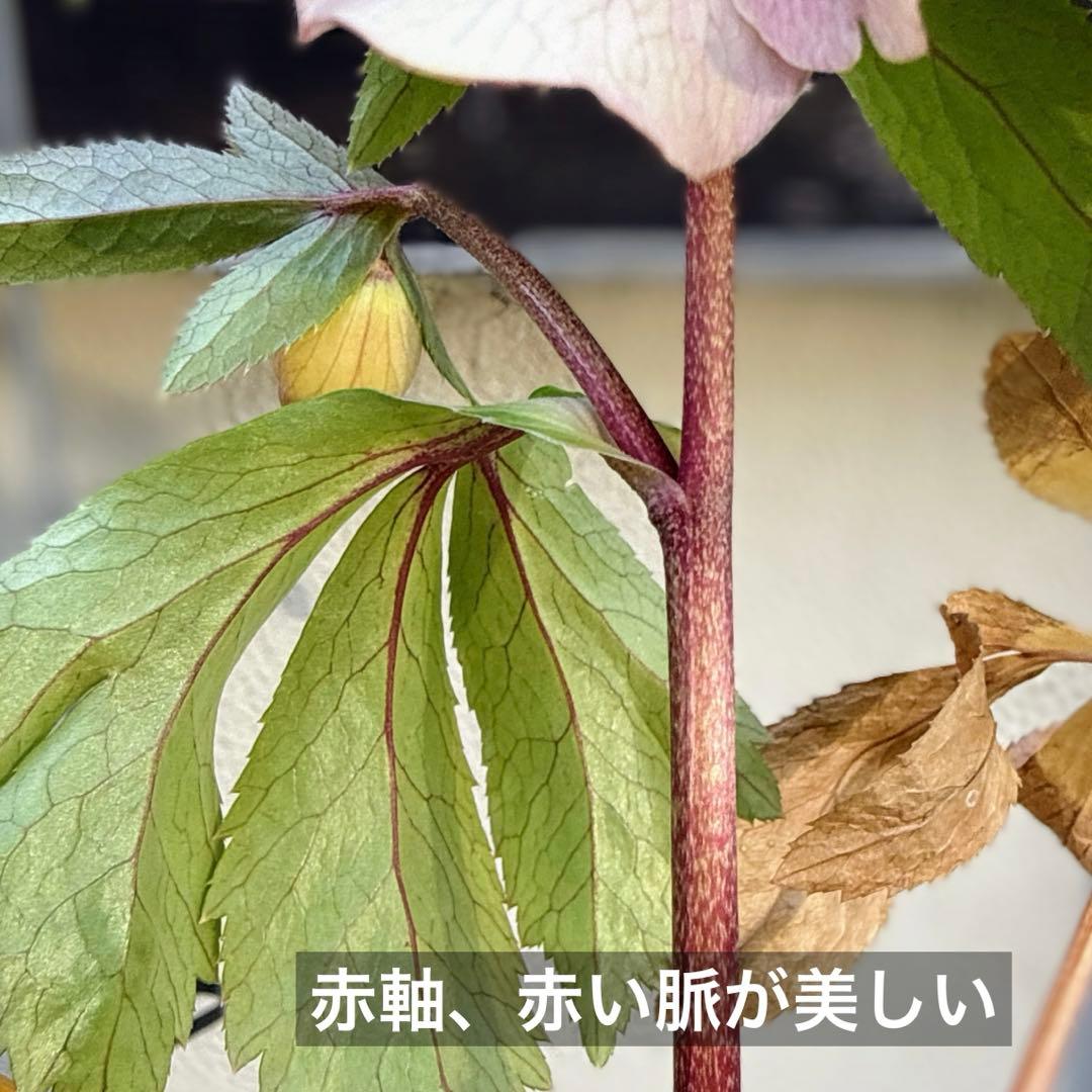 □大木ナーセリー□ いろはSD 昨シーズン株分け クリスマスローズ