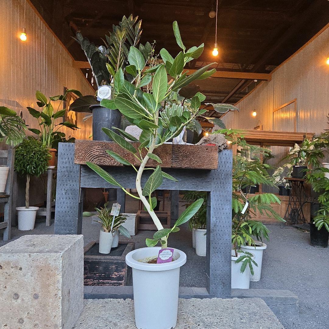 ④ フィカス ベンガレンシ オードリー 曲がり仕立て 7号 最高等級