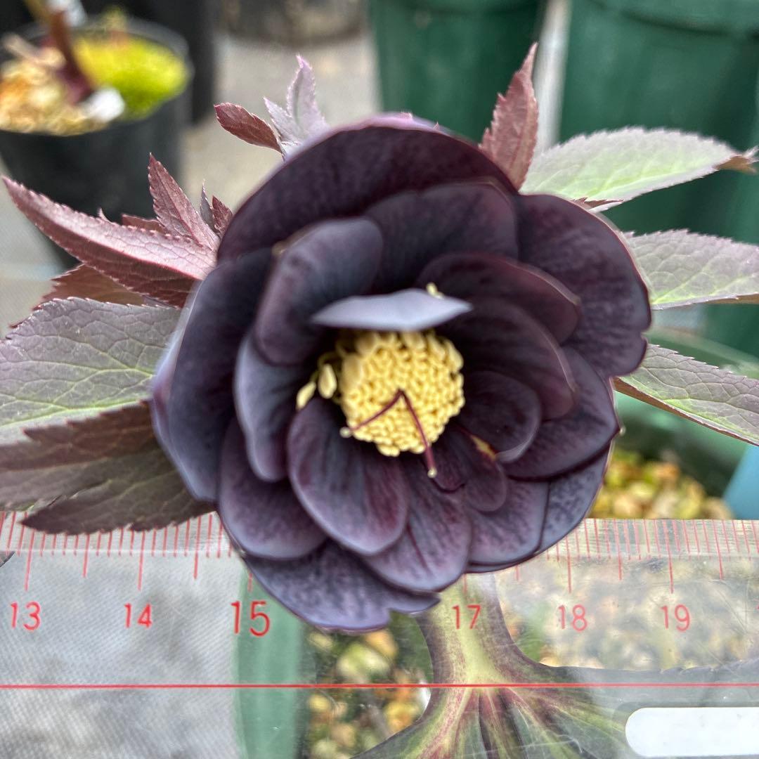 クリスマスローズ 木口交配 実生 スモーキーブルー 6寸 - メルカリ