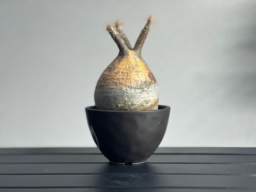 休眠中】パキポディウム・グラキリス 現地球 VALIEM⑥