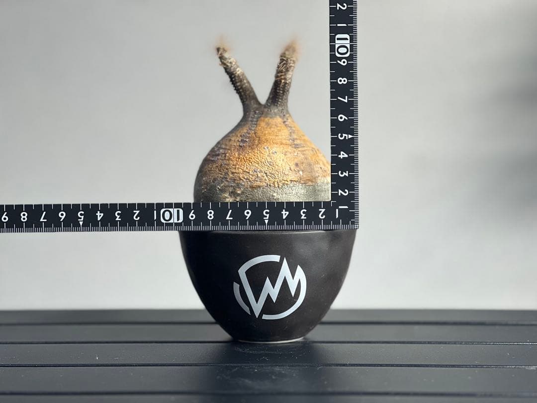 休眠中】パキポディウム・グラキリス 現地球 VALIEM⑥