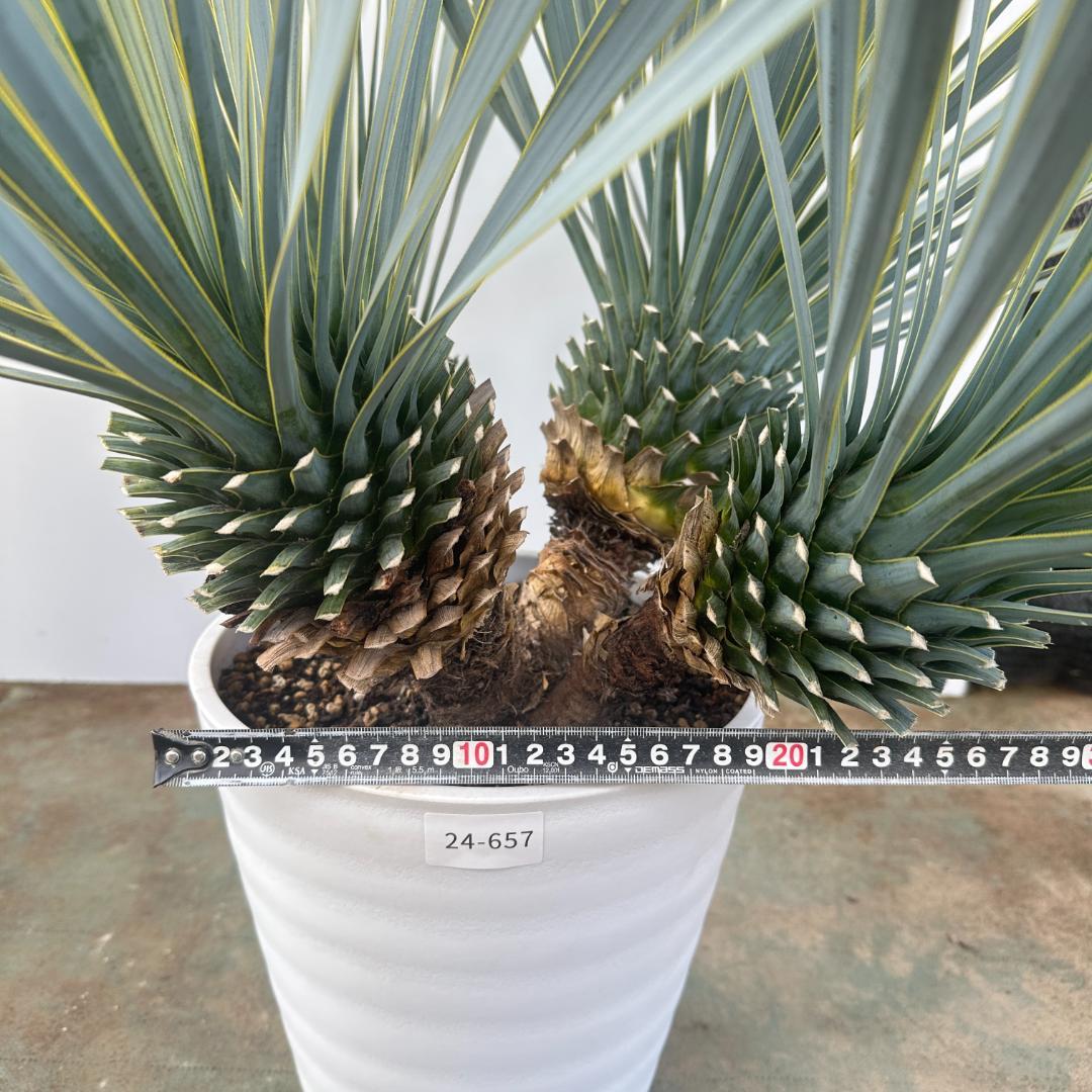 ユッカ ロストラータ【24-657】4頭株 シルバーブルー - メルカリ