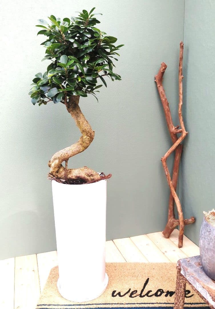 現品】縁起物 ギフト お祝い 昇龍 ガジュマル 白 陶器7号ロングポット