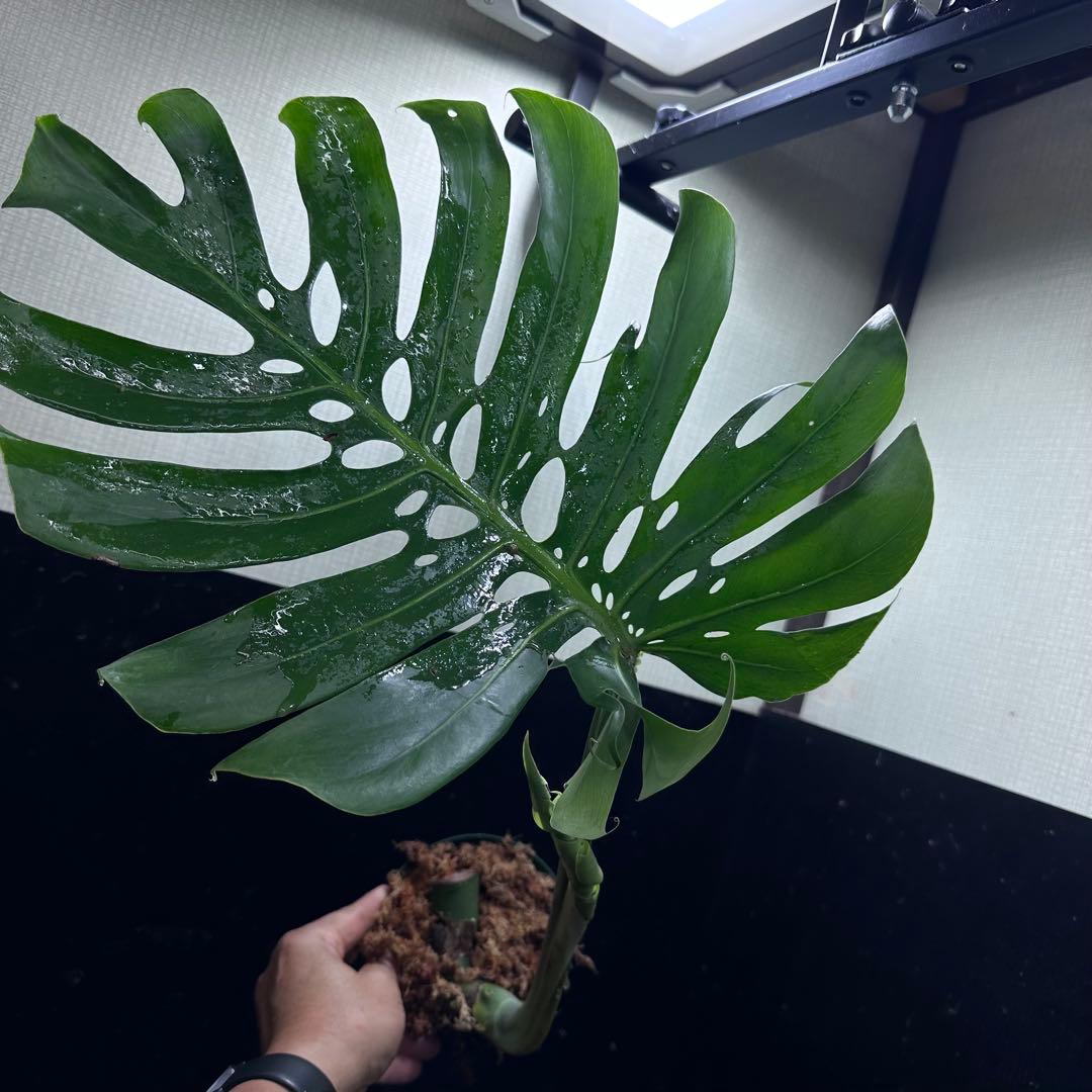 セ*道様 モンステラデリシオーサマクロコズム超希少系統鉢植え