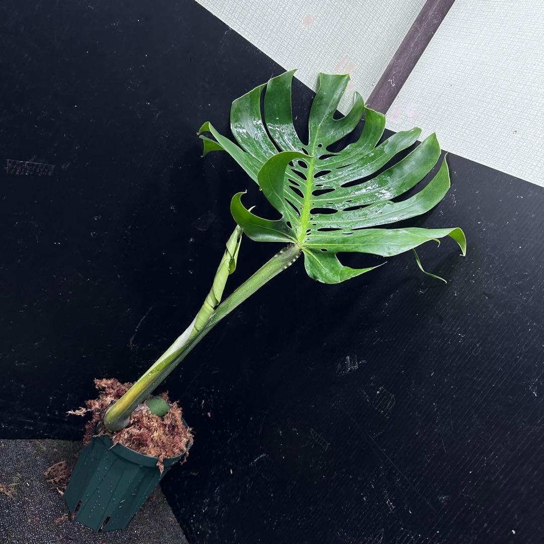 セ*道様 モンステラデリシオーサマクロコズム超希少系統鉢植え