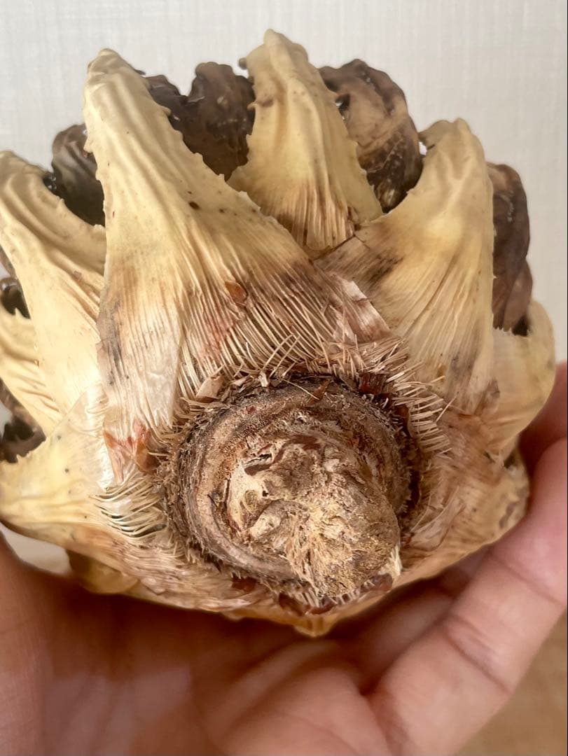 今だけ特売！【陽炎】エボリスピナ厳選美型株！締まった優良株！抜苗/第四種郵便！