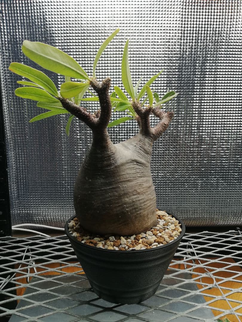 期間限定値下げ‼️美株‼️大サイズ グラキリス