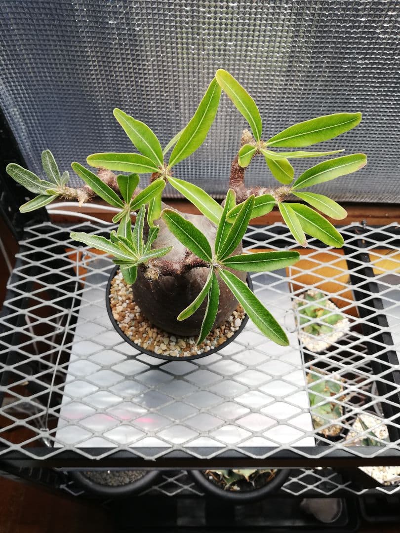 期間限定値下げ‼️美株‼️大サイズ グラキリス