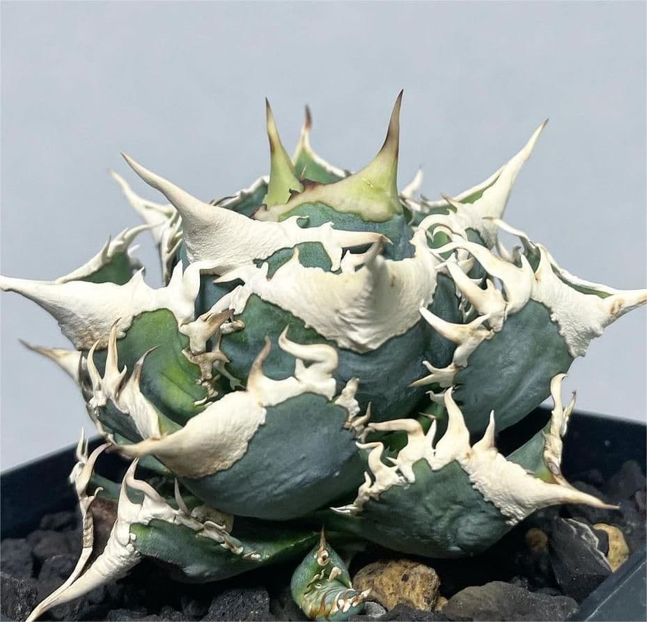 D18多肉植物 アガベ チタノタ大白鯊 ホオジロザメ 強棘 極上子株