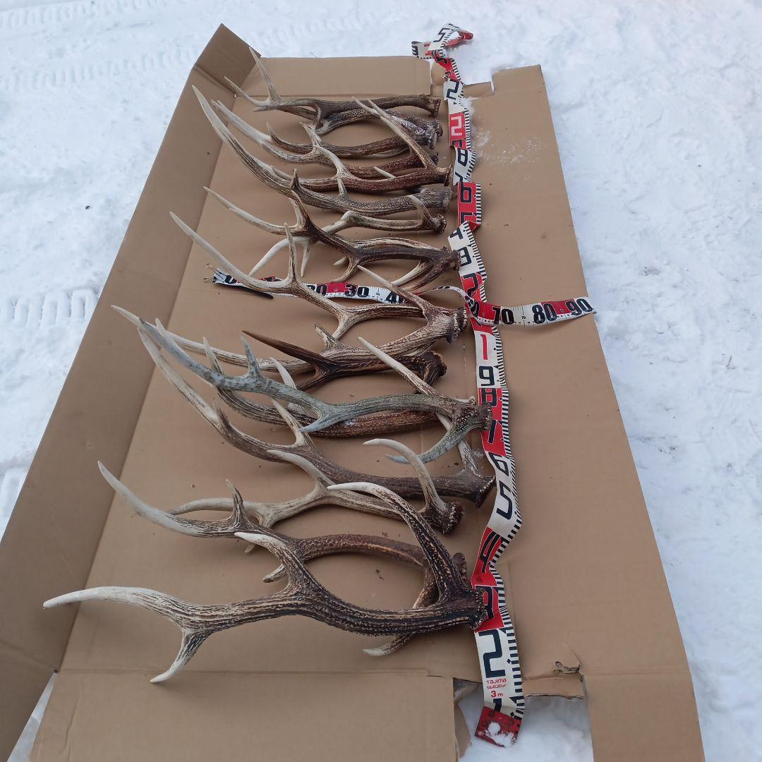 ク*ト様 鹿の角 大型　犬のおもちゃ、工芸品などにどうぞ　26番 鹿の角 超大型 犬 用 鹿角さん 極太根元 約25cm 1本 天然 無添加