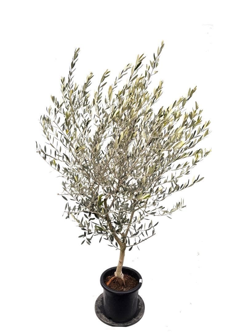オリーブの木 ルッカ 10号 約200cm K-364 人気品種 現品掲載 - メルカリ