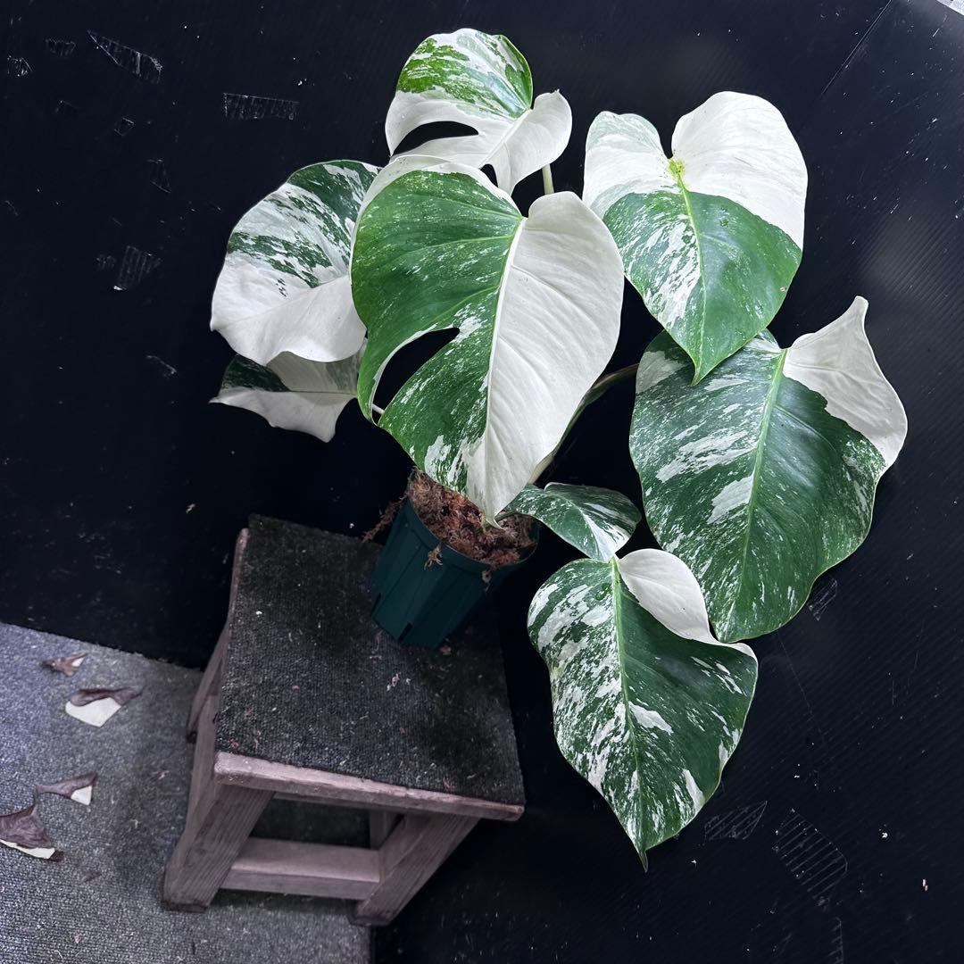 斑入りモンステラ ホワイトタイガー極美大株52cm白斑多 - メルカリ