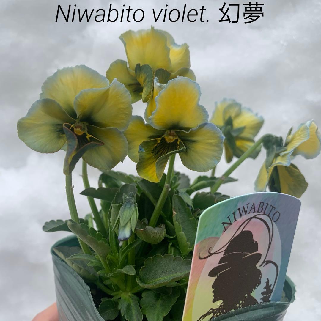 n*i様 神戸 べっぴんさん ビオラ 幻夢 庭人 ビオラ レアカラー - メルカリ