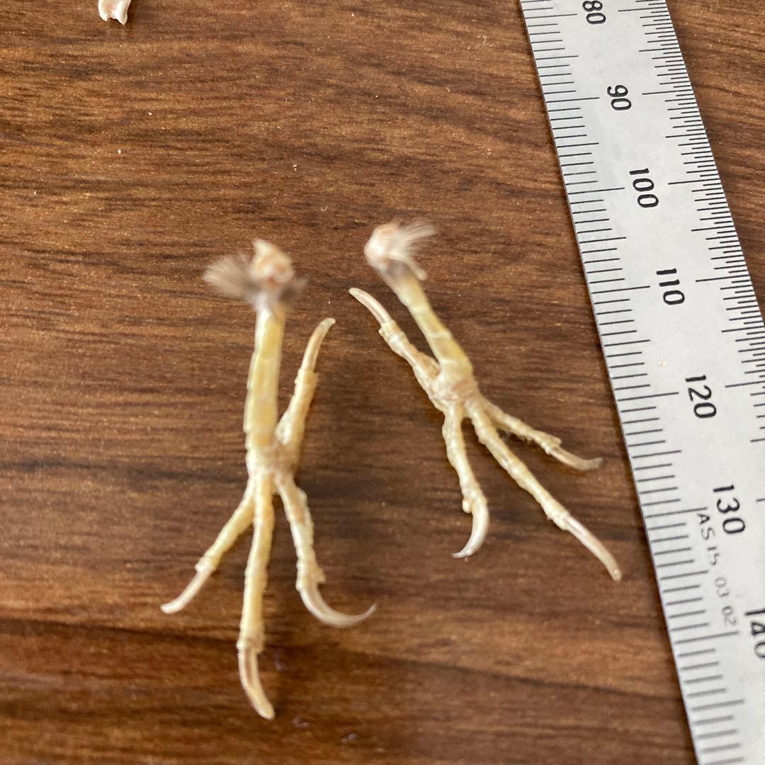 スズメの骨格標本•翼標本 - メルカリ