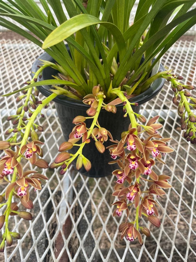 R8年キンリョウヘン花芽7本#5 - メルカリ