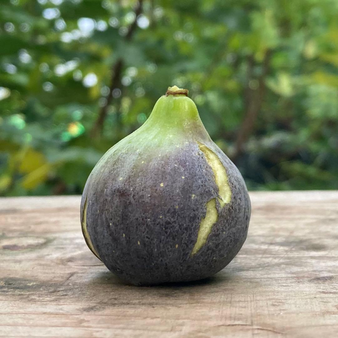 専用】挿木苗 イチジク - メルカリ