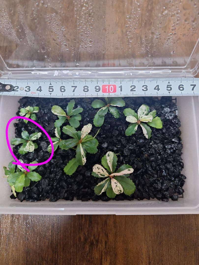 Bucephalandra sp. Variegata Hn:福袋CAKUMI Yahoo!オークション - Bucephalandra sp. Variegata Hn 福袋 CAKUMI 20