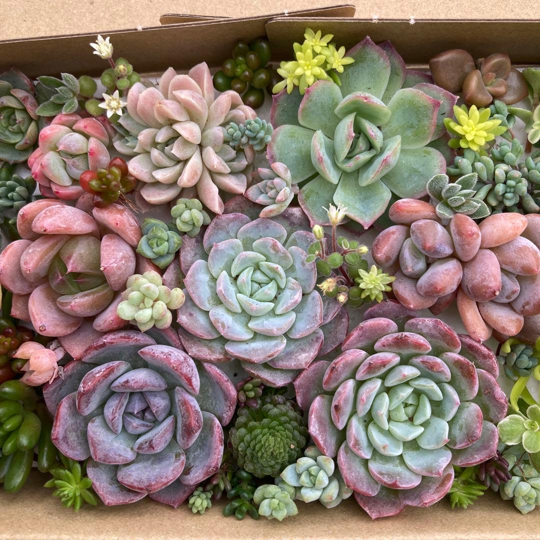 ゆうゆうメルカリ便 多肉植物 カット苗とセダム寄せ植えセット - メルカリ
