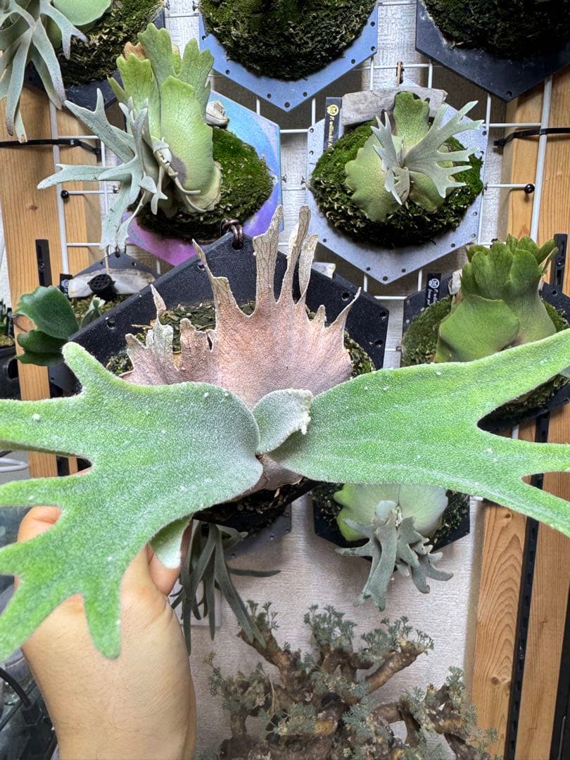 ビカクシダ veitchii Auburn  dwarf sp select veitchii Auburn River dwarf sp select