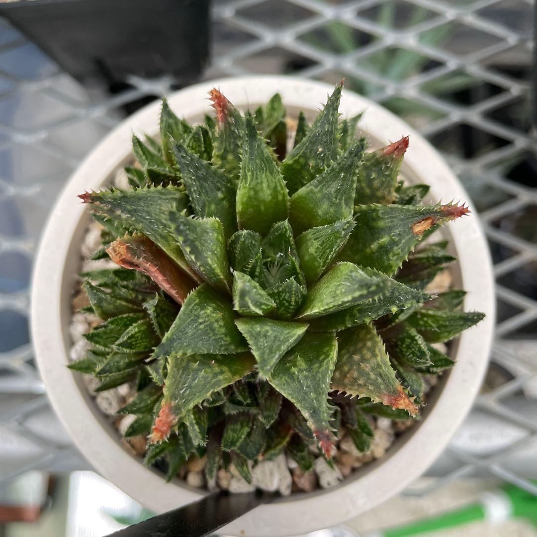 抜き苗発送 ハオルチア 暗黒竜 群生 3号ポット - メルカリ