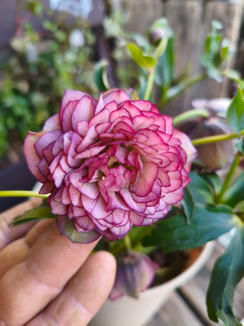 超多弁八重咲きクリスマスローズがお買い得！アプリコット【6号】015