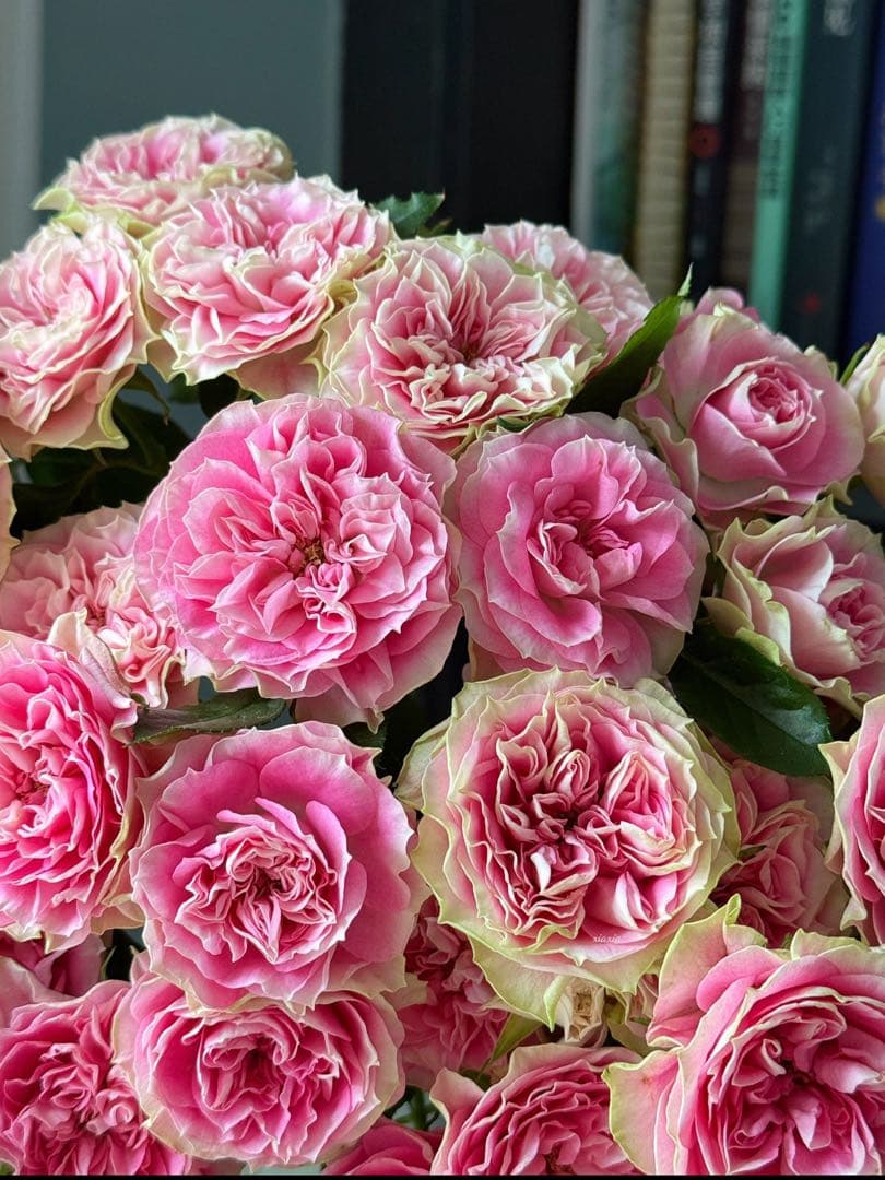 切花バラ苗 morinouen-store_19baraimaikn30