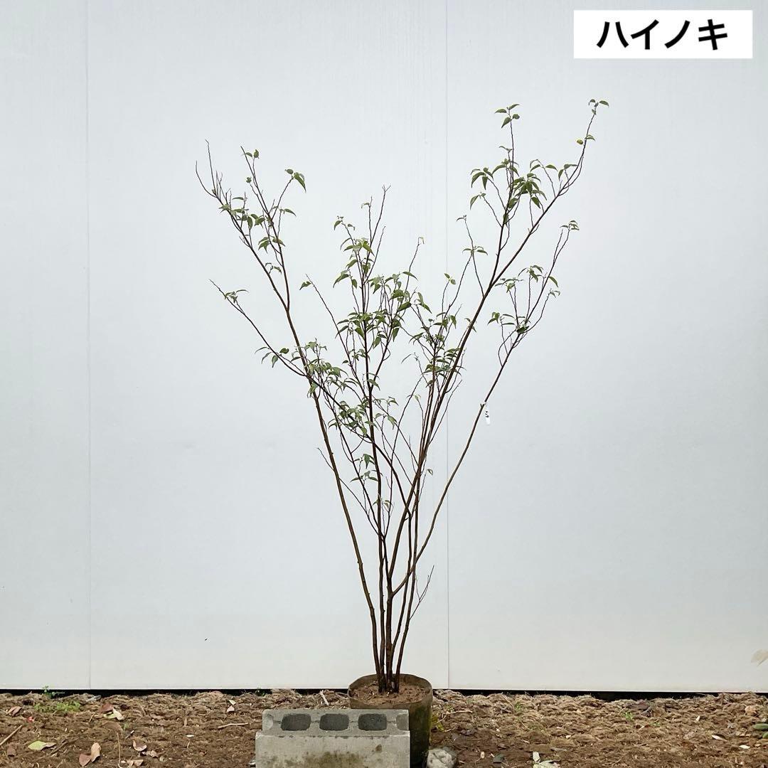 ハイノキ　/ 539 グレースさん専用 ◇[N25FC033]THE NORTH FACE PURPLE LABEL(ザ・ノース・フェイス