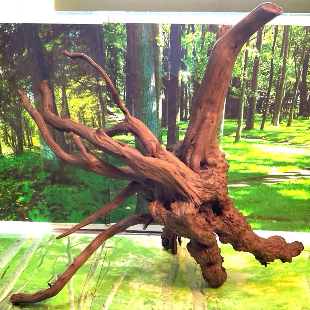 天然水槽用流木 いろいろ楽しい中サイズブランチウッド 煮沸沈水確認済