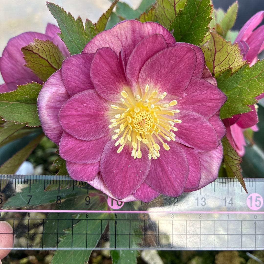 クリスマスローズ レッドオーレア 7寸 - メルカリ