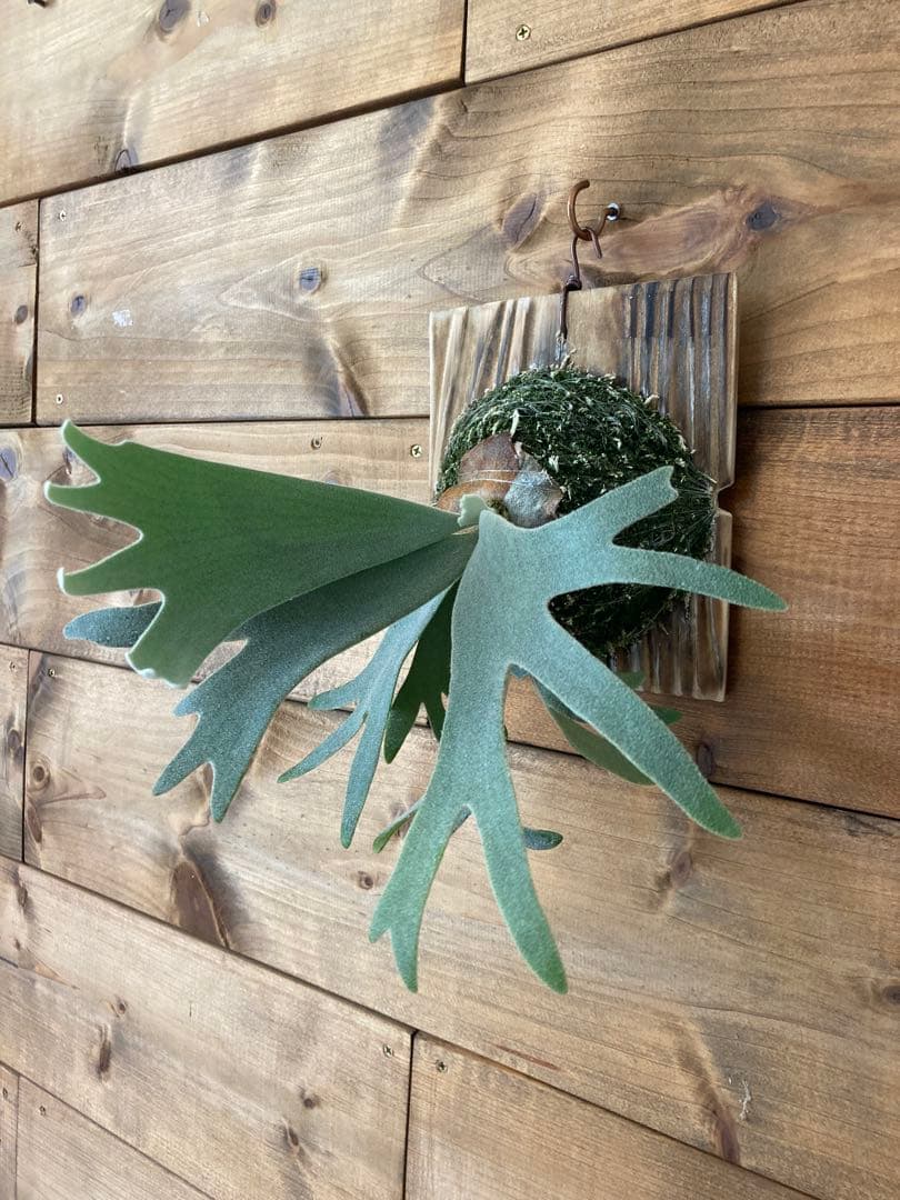 ビカクシダ ウィリンキー “セーラーマーズ