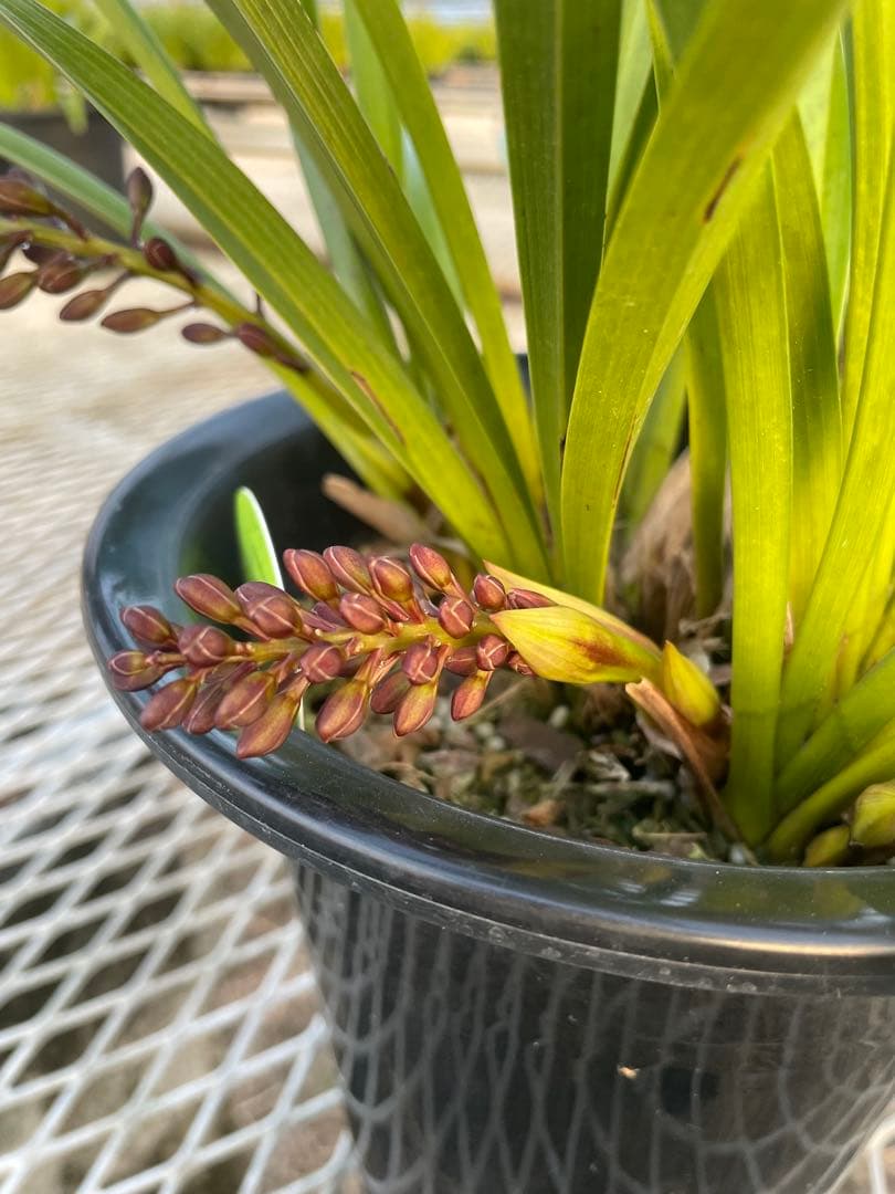 R8年キンリョウヘン花芽7本#4 - メルカリ